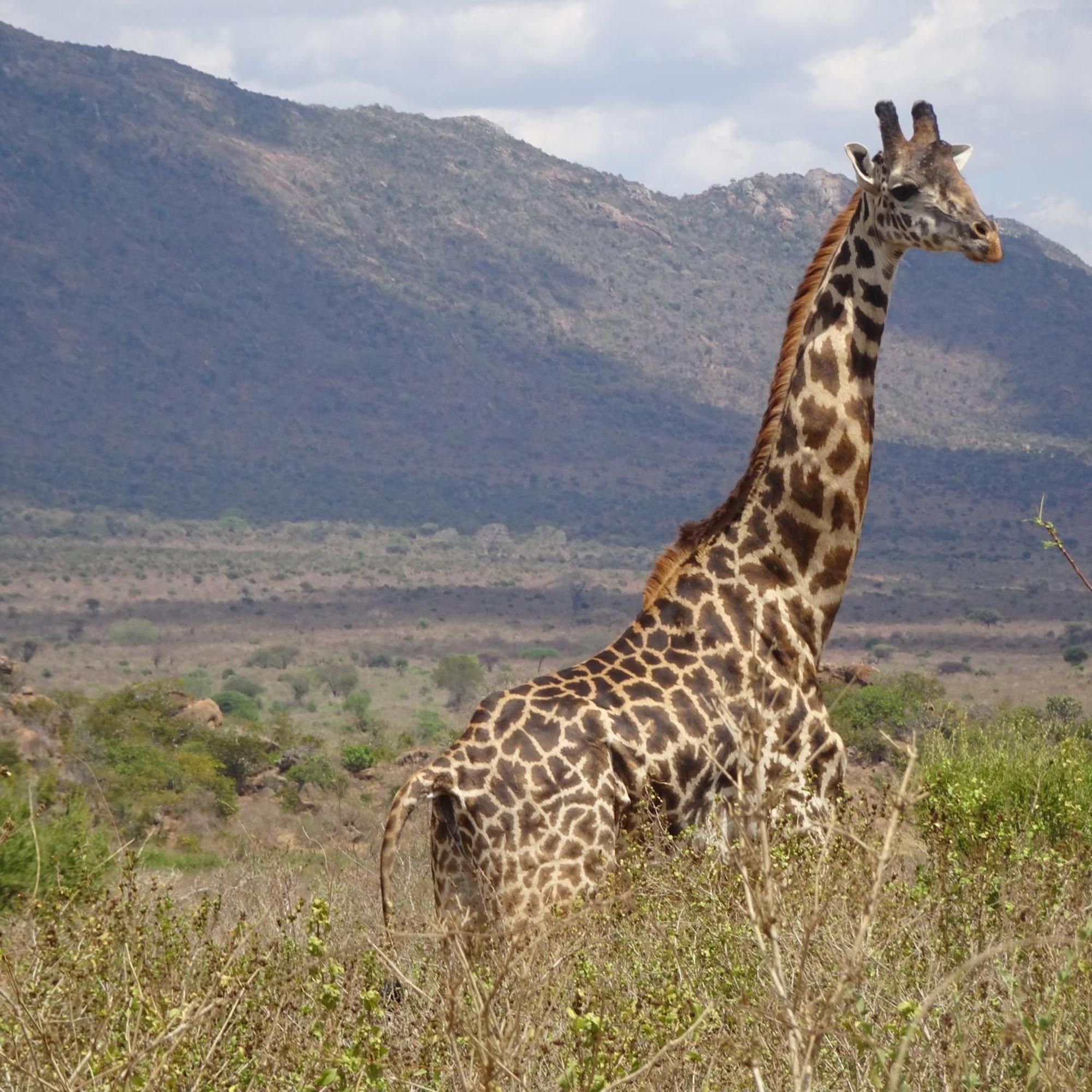Tausa Tsavo Eco Lodge Voi Bagian luar foto