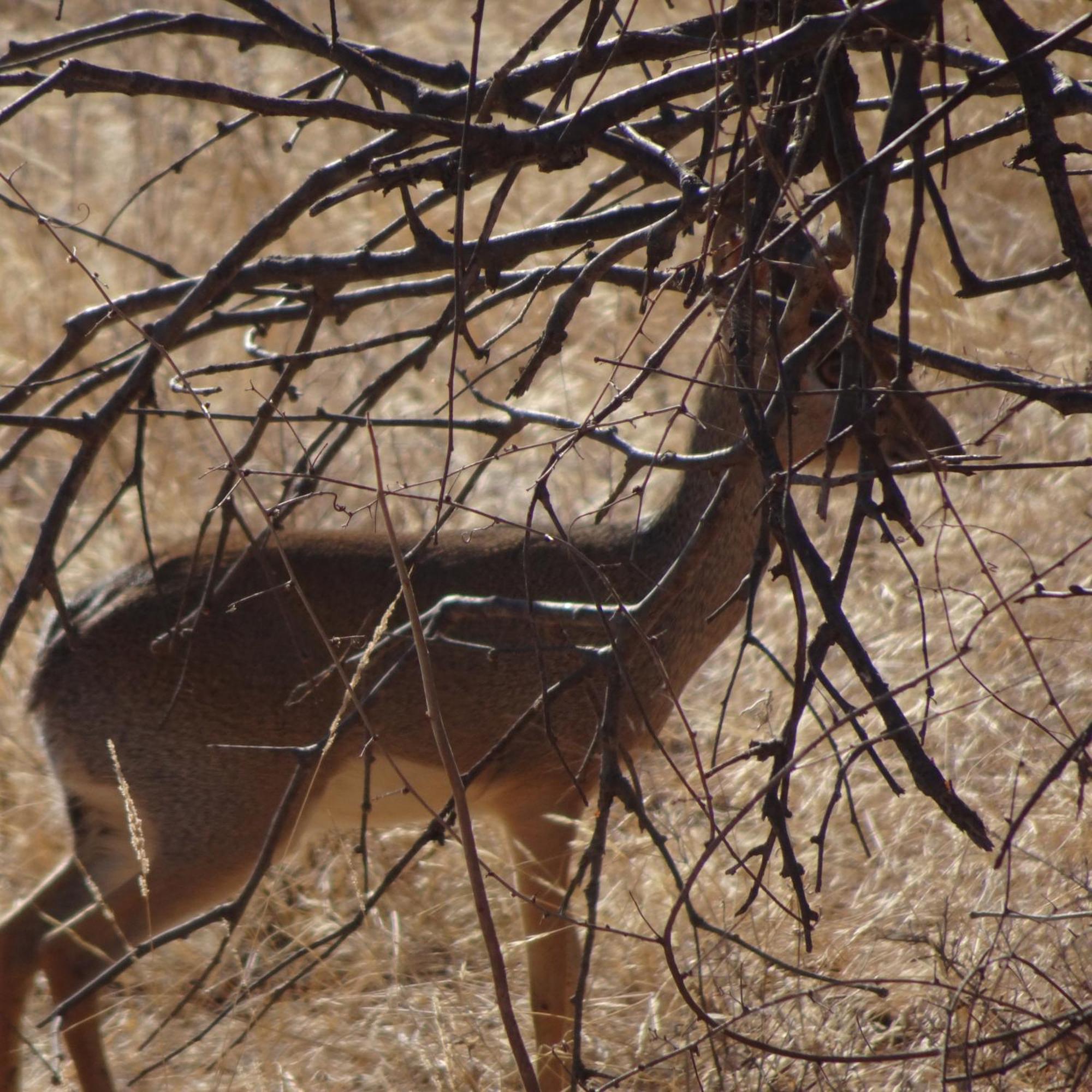 Tausa Tsavo Eco Lodge Voi Bagian luar foto
