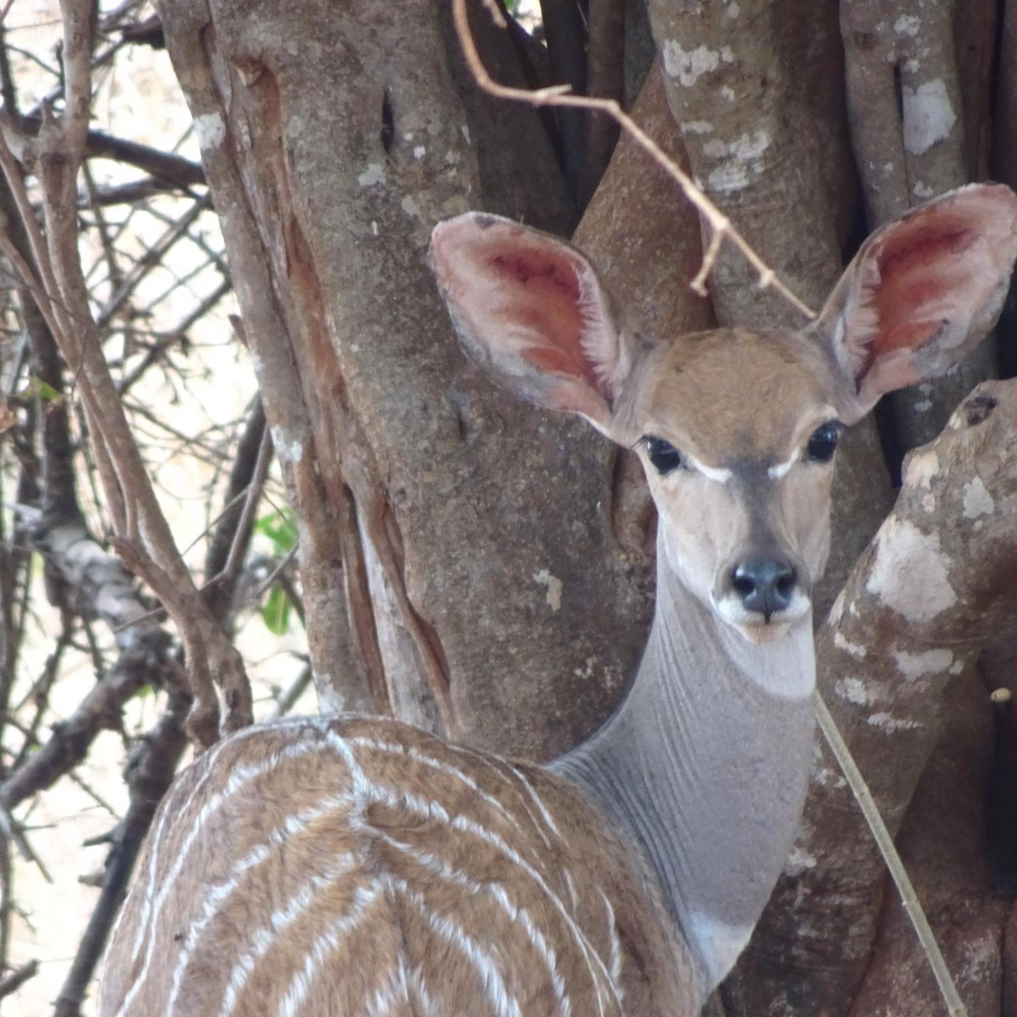 Tausa Tsavo Eco Lodge Voi Bagian luar foto